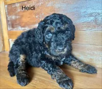 Heidi, a female Miniature Bernedoodle for sale in Calhoun, GA – Photo 2 of 2