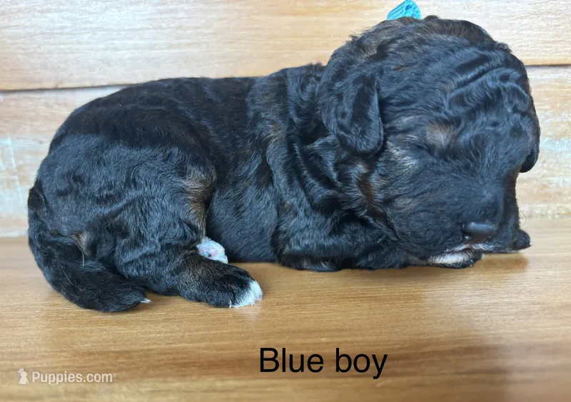 Blue collar – Miniature Bernedoodle puppy for sale in Calhoun, GA