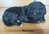 Blue collar, a male Miniature Bernedoodle for sale in Calhoun, GA – 1 of 2