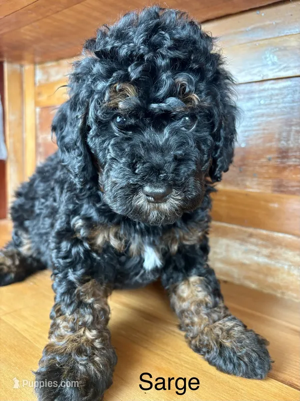 Sarge – Miniature Bernedoodle puppy for sale in Calhoun, GA
