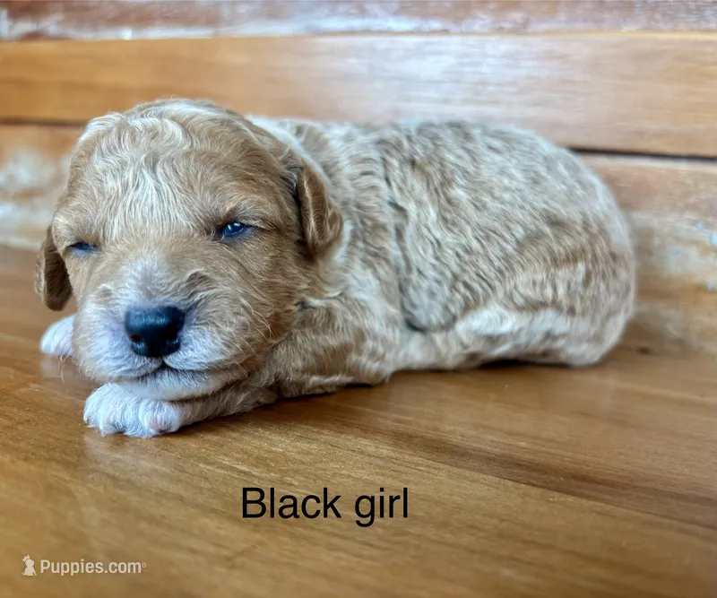 Black collar – Miniature Bernedoodle puppy for sale in Calhoun, GA