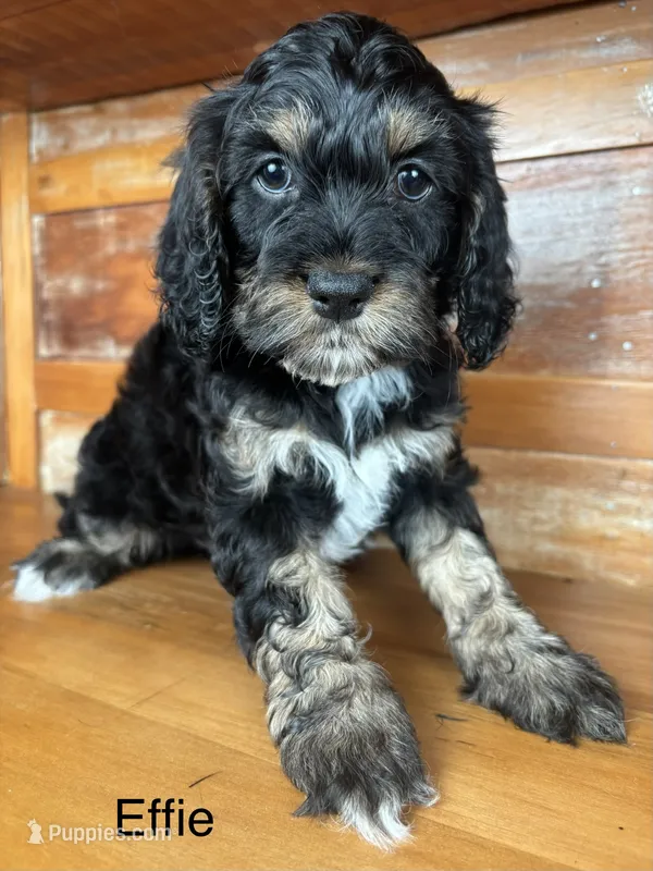 Effie – Cockapoo puppy for sale in Calhoun, GA