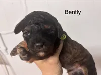 Bently, a male Miniature Labradoodle for sale in Calhoun, GA – 2 of 4