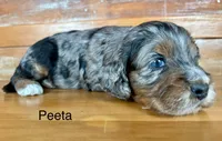 Peeta, a male Cockapoo and Poodle - Miniature  for sale in Calhoun, GA – 5 of 6