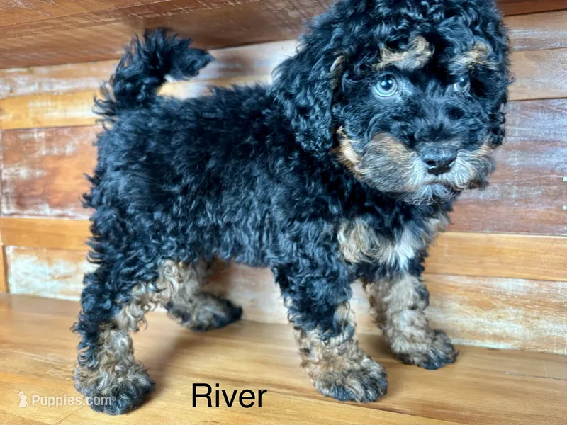 River – Miniature Bernedoodle puppy for sale in Calhoun, GA