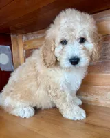 Green collar , a male Miniature Bernedoodle for sale in Calhoun, GA – 2 of 6