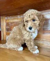 Black collar, a female Miniature Bernedoodle for sale in Calhoun, GA – 2 of 6