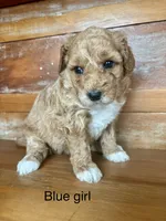 Black collar, a female Miniature Bernedoodle for sale in Calhoun, GA – 4 of 6