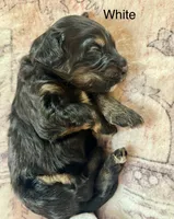 White collar, a female Miniature Bernedoodle for sale in Calhoun, GA – 2 of 2