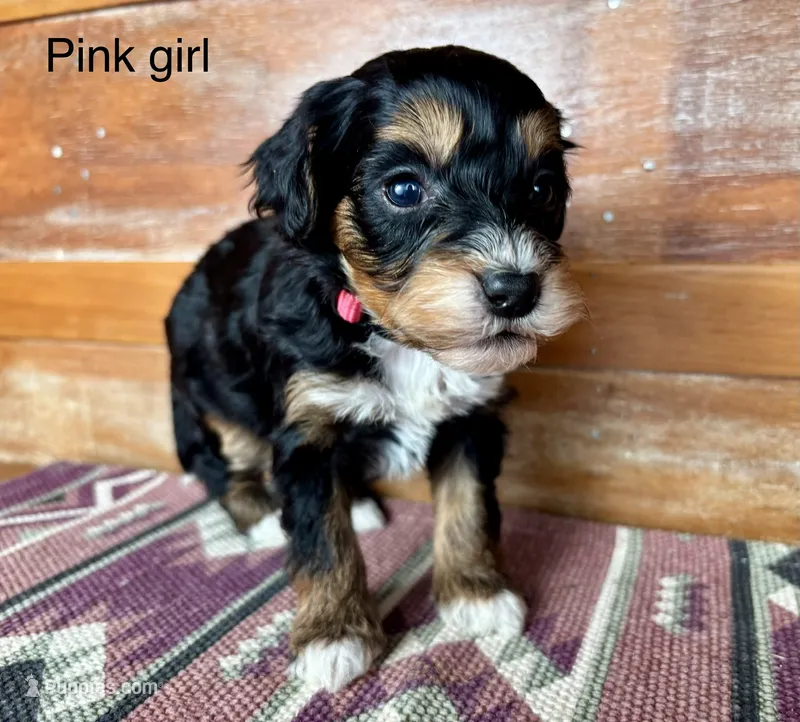 Pink collar – Miniature Bernedoodle puppy for sale in Calhoun, GA