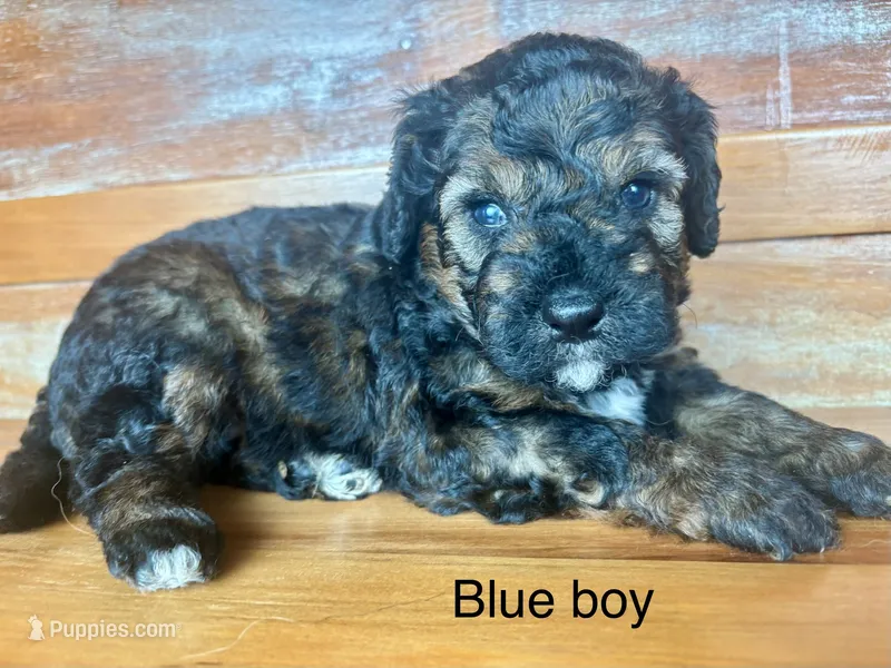 Blue collar – Miniature Bernedoodle puppy for sale in Calhoun, GA