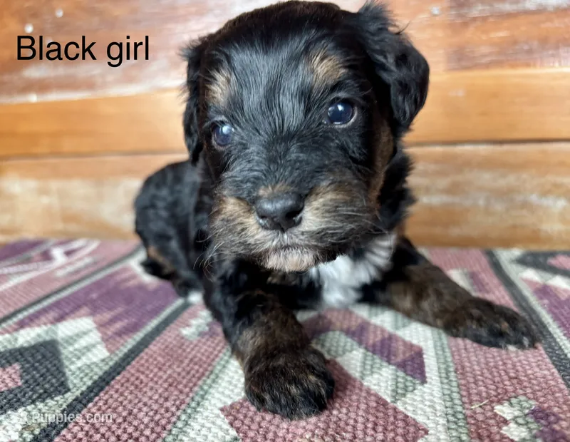 Black collar – Miniature Bernedoodle puppy for sale in Calhoun, GA