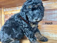 Heidi, a female Miniature Bernedoodle for sale in Calhoun, GA – 3 of 8