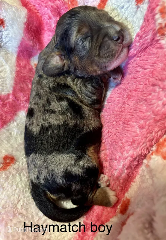 Haymach – Cockapoo, Poodle - Miniature  puppy for sale in Calhoun, GA