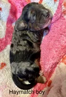 Haymach, a male Cockapoo and Poodle - Miniature  for sale in Calhoun, GA – 1 of 1