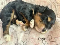 Pink collar, a female Miniature Bernedoodle for sale in Calhoun, GA – 2 of 2