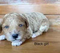 Black collar, a female Miniature Bernedoodle for sale in Calhoun, GA – 2 of 2