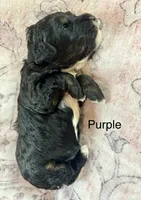 Purple collar, a male Miniature Bernedoodle for sale in Calhoun, GA – 2 of 2