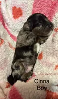 Cinna, a male Cockapoo and Poodle - Miniature  for sale in Calhoun, GA – 2 of 2