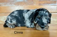 Cinna, a male Cockapoo and Poodle - Miniature  for sale in Calhoun, GA – 3 of 7