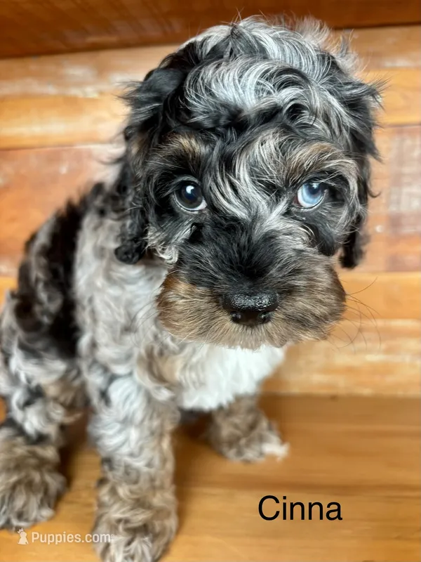 Cinna – Cockapoo, Poodle - Miniature  puppy for sale in Calhoun, GA