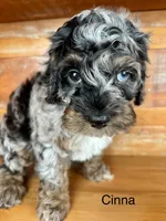 Cinna, a male Cockapoo and Poodle - Miniature  for sale in Calhoun, GA – 1 of 7