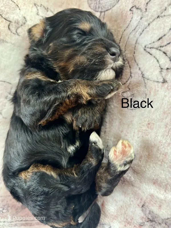 Black collar – Miniature Bernedoodle puppy for sale in Calhoun, GA