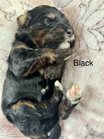 Black collar, a female Miniature Bernedoodle for sale in Calhoun, GA – 1 of 2