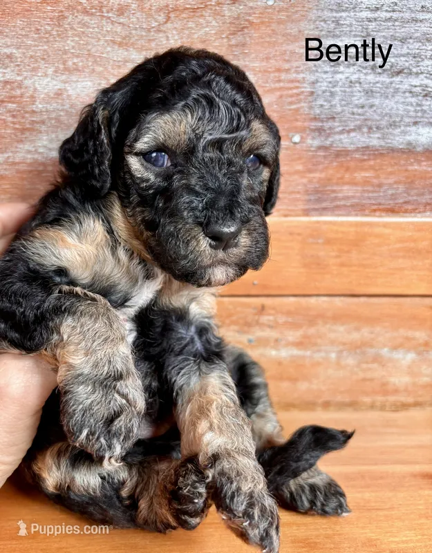Bently – Miniature Labradoodle puppy for sale in Calhoun, GA