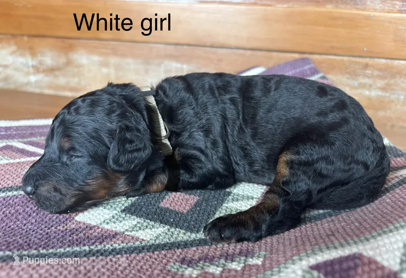 White collar – Miniature Bernedoodle puppy for sale in Calhoun, GA