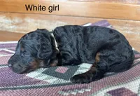 White collar, a female Miniature Bernedoodle for sale in Calhoun, GA – 1 of 2