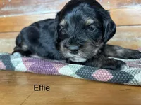 Effie, a female Cockapoo for sale in Calhoun, GA – 6 of 8