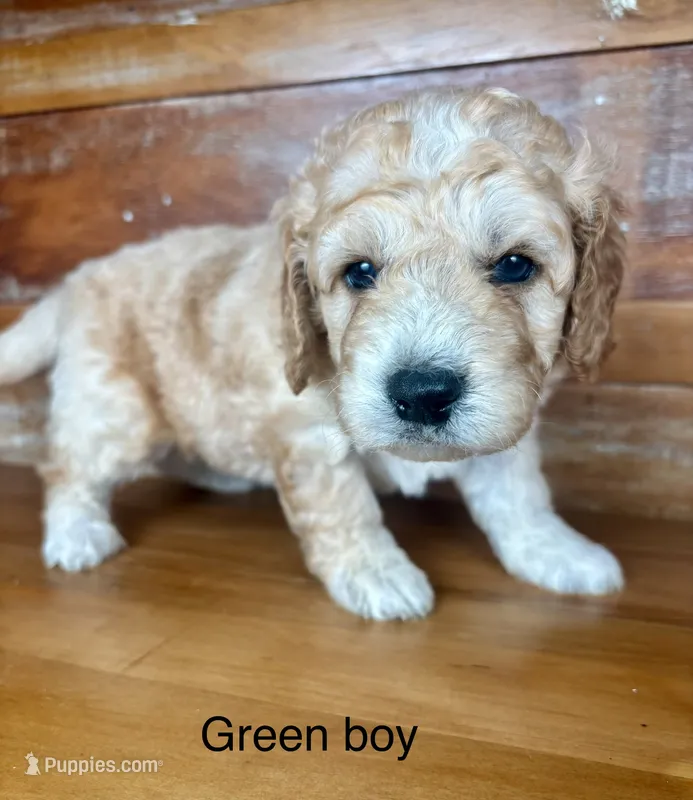 Green collar  – Miniature Bernedoodle puppy for sale in Calhoun, GA