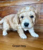 Green collar , a male Miniature Bernedoodle for sale in Calhoun, GA – 3 of 6