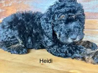 Heidi, a female Miniature Bernedoodle for sale in Calhoun, GA – 5 of 8