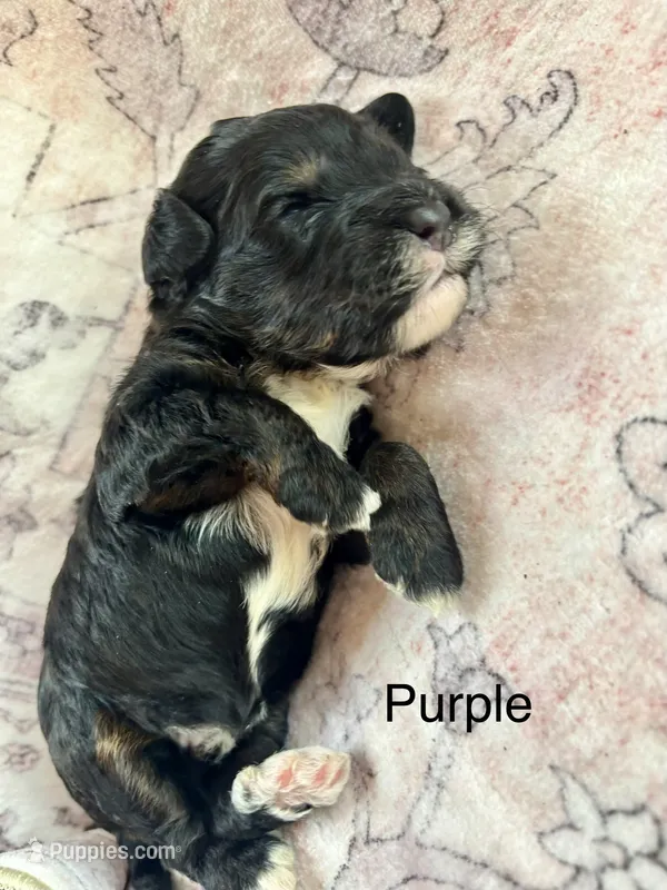 Purple collar – Miniature Bernedoodle puppy for sale in Calhoun, GA