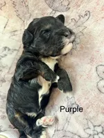 Purple collar, a male Miniature Bernedoodle for sale in Calhoun, GA – 1 of 2