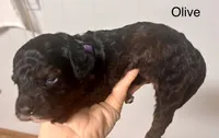 Olive, a female Miniature Labradoodle for sale in Calhoun, GA – 2 of 4
