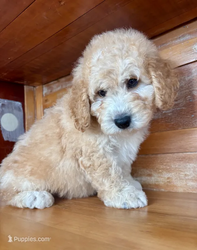 Green collar  – Miniature Bernedoodle puppy for sale in Calhoun, GA