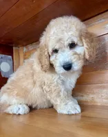 Green collar , a male Miniature Bernedoodle for sale in Calhoun, GA – 1 of 6