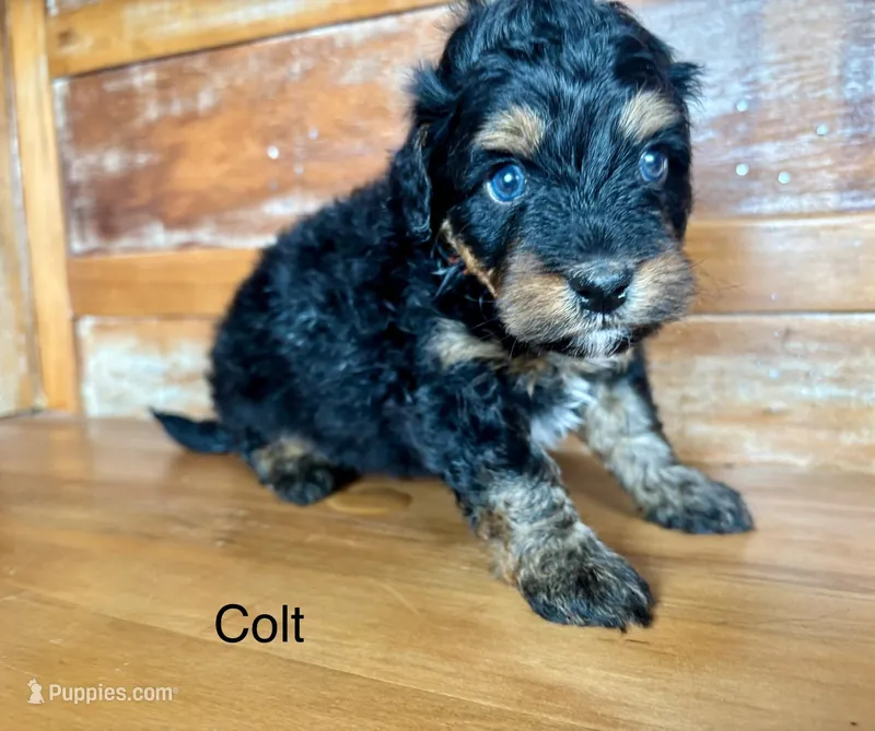 Colt – Miniature Bernedoodle puppy for sale in Calhoun, GA