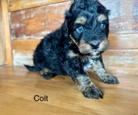 Colt, a male Miniature Bernedoodle for sale in Calhoun, GA – 4 of 6