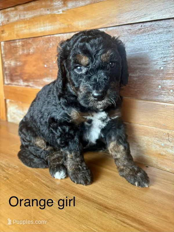 Orange collar – Miniature Bernedoodle puppy for sale in Calhoun, GA