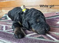 White collar, a female Miniature Bernedoodle for sale in Calhoun, GA – 2 of 2