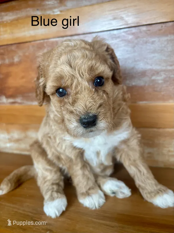 Black collar – Miniature Bernedoodle puppy for sale in Calhoun, GA