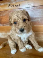 Black collar, a female Miniature Bernedoodle for sale in Calhoun, GA – 3 of 6
