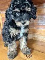 Colt, a male Miniature Bernedoodle for sale in Calhoun, GA – 5 of 6