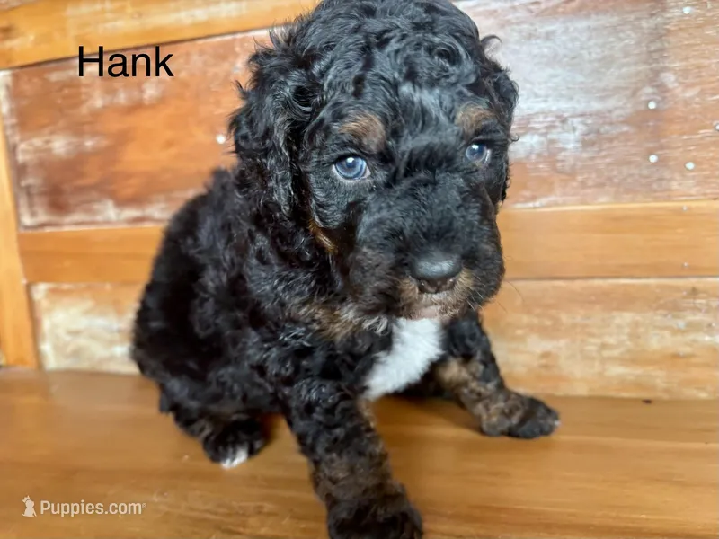 Hank – Miniature Bernedoodle puppy for sale in Calhoun, GA