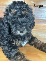 Sarge, a male Miniature Bernedoodle for sale in Calhoun, GA – 2 of 6