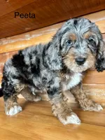 Peeta, a male Cockapoo and Poodle - Miniature  for sale in Calhoun, GA – 2 of 6